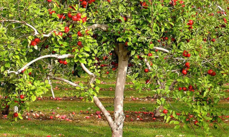 Μηλιά & Αχλαδιά: Ο «πόλεμος» κερδίζεται τον Χειμώνα – Οδηγός Φυτοπροστασίας