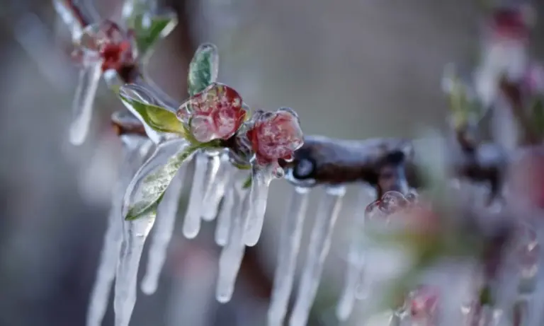 Ημαθία: Στα όρια τους οι αγρότες Ροδοχωρίου – Απαιτούν απαντήσεις για τις αποζημιώσεις παγετού