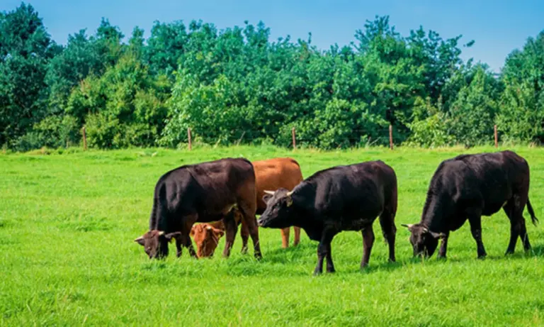 Βοοτροφία: Πιέσεις για τα 40€ ανά ζώο και λύση στα «κόκκινα» βοσκοτόπια