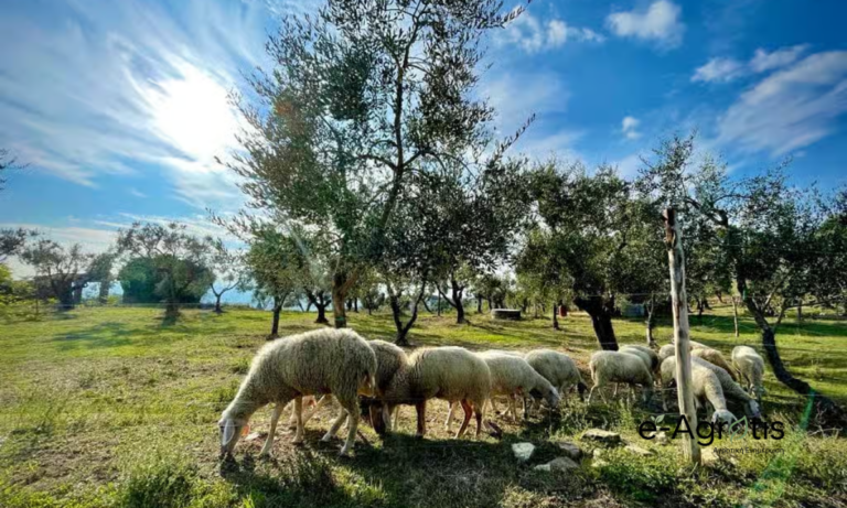 Καινοτομία: Βιώσιμη διαδικασία μετατρέπει τον πυρήνα ελιάς σε θρεπτική ζωοτροφή για πρόβατα