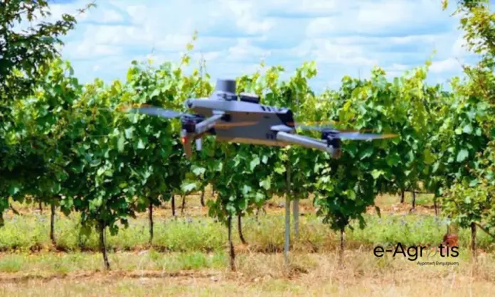 Drones στη μάχη κατά της Ίσκας: Η καινοτομία που «σκανάρει» τους αμπελώνες