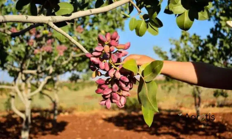 Ασθένειες Φιστικιάς: Το «τρίπτυχο» της καταστροφής και πώς να σώσετε τα δέντρα σας
