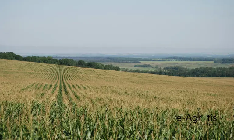 Συνδεδεμένη ενίσχυση στο καλαμπόκι: Τα ποσά, οι 3 βασικοί όροι και η εξαίρεση για τους κτηνοτρόφους