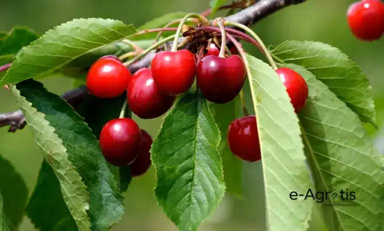 Εκτός ΕΛΓΑ οι κερασοπαραγωγοί της Λάρισας: Παρέμβαση Κουρέτα για άμεσο de minimis