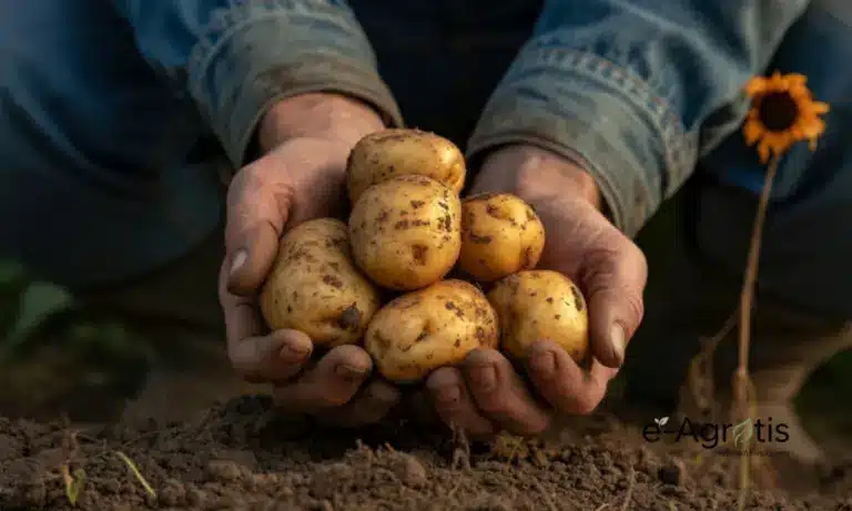 «Βαφτίζουν» ελληνικές τις πατάτες Αιγύπτου – Συναγερμός για τα επικίνδυνα φυτοφάρμακα