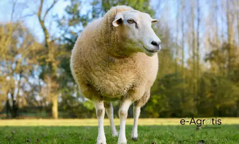 Συναγερμός στην Πρέβεζα: Σε καραντίνα κτηνοτροφική μονάδα για ύποπτο κρούσμα ευλογιάς