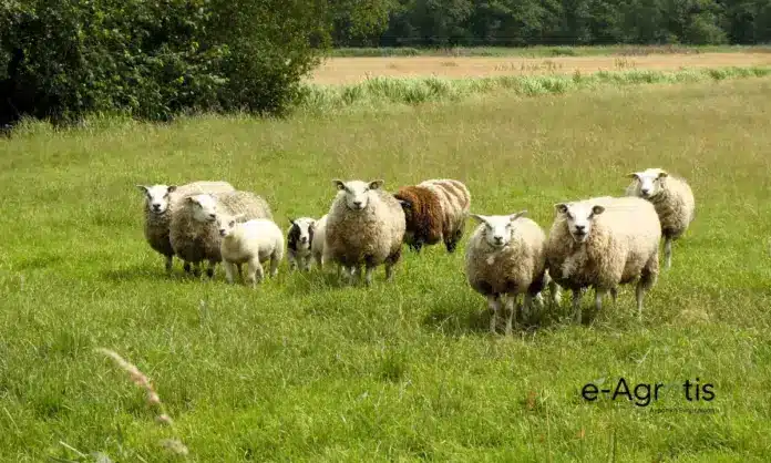 Σκάνδαλο ΟΠΕΚΕΠΕ: «Χρυσές» επιδοτήσεις στην Κρήτη με βοσκοτόπια από τη Δράμα μέχρι τη Μύκονο