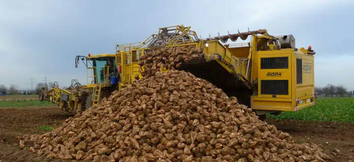 «Λιγοστεύει» η ευρωπαϊκή ζάχαρη: Πτώση στην παραγωγή δείχνουν οι εκτιμήσεις