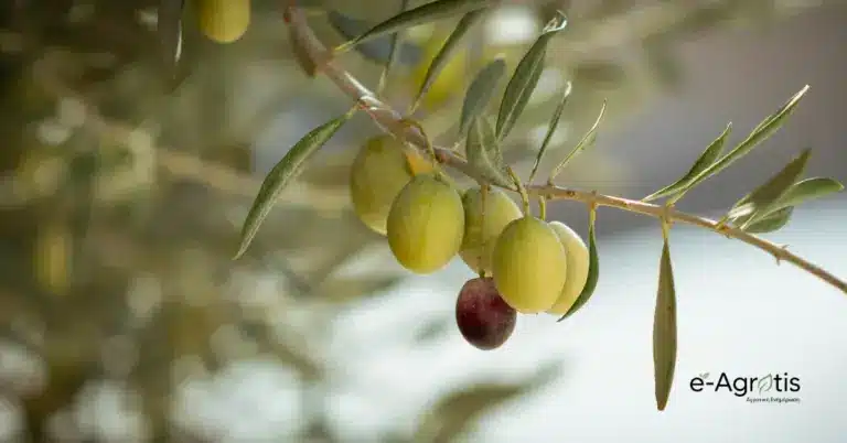 Olive Oil Times: Προς Έγκριση οι Γονιδιακά Επεξεργασμένες Καλλιέργειες στην Ε.Ε. – Η Ευκαιρία για την Ελιά
