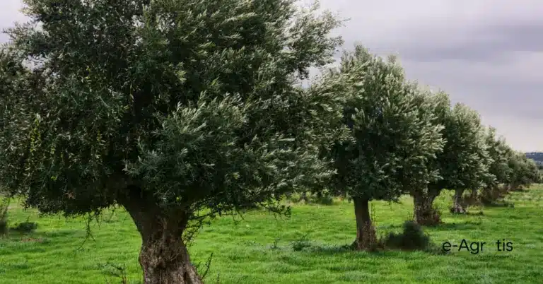 Ιστορική ανακάλυψη μετά από 20 χρόνια: Αυτές είναι οι 3 νέες ποικιλίες ελιάς που «νικούν» το βερτιτσίλλιο