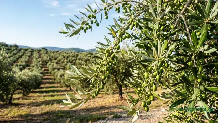 Αιτωλοακαρνανία: Πού και πότε ξεκινούν οι ψεκασμοί για τον δάκο