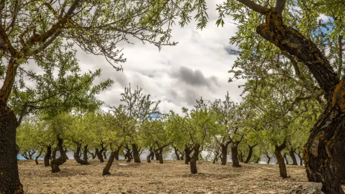 ΑΑΔΕ: Άνοιξε το myAGRO για την Ενιαία Αίτηση Ενίσχυσης