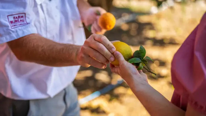 Ρεκόρ εισαγωγών εσπεριδοειδών στην ΕΕ: +15% με «όπλο» την Αίγυπτο