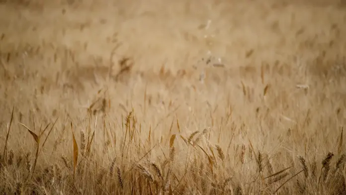 Ανακοίνωση FAO για τις παγκόσμιες τιμές τροφίμων
