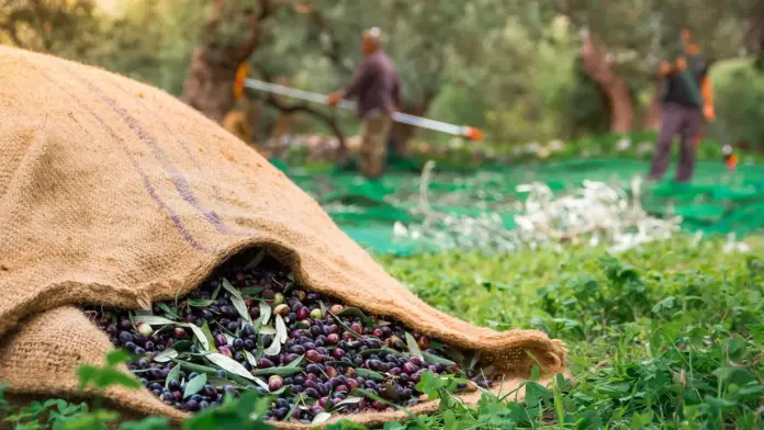 Έκθεση Κομισιόν για πτώση παραγωγής ελαιολάδου και τιμών στην Ελλάδα