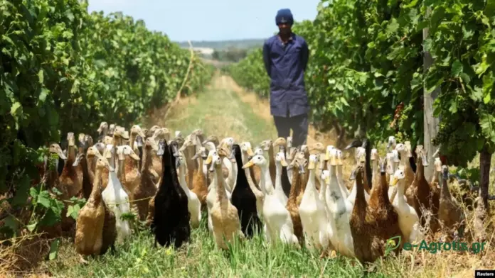 Πώς 1.200 πάπιες καθαρίζουν αμπελώνα από παράσιτα χωρίς σταγόνα χημικών