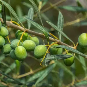 Ισπανία: Στα 3,40 ευρώ η τιμή παραγωγού στο ελαιόλαδο ενόψει νέας σεζόν