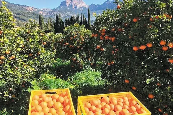 Εσπεριδοειδή: Άλμα παραγωγής 12,7% στην Ανδαλουσία με 1,4 εκατ. τόνους πορτοκάλια