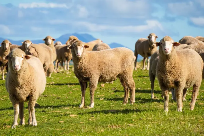 Μπλόκο πληρωμών σε ECO 5 και ECO 9: Στον αέρα χιλιάδες κτηνοτρόφοι