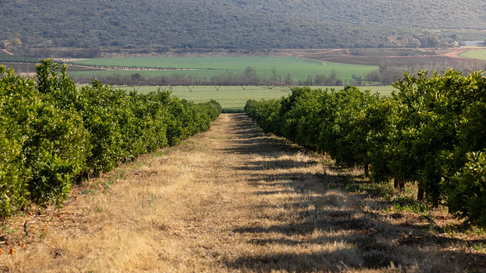 Πορτοκάλια: Στο 34,2% οι εισαγωγές στην ΕΕ – Πιέζονται οι τιμές