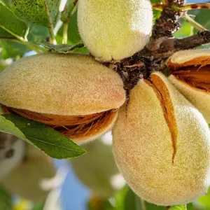 Αρκαδία: Ζημιές έως 100% και μηδενική παραγωγή σε καρύδια-αμύγδαλα