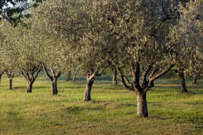Ελαιόλαδο: η Ελλάδα ξεπέρασε την Ισπανία στο έξτρα παρθένο