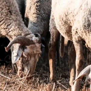Λέσβος: Χωρίς απάντηση 19 ημέρες οι συνεταιρισμοί για τον αφθώδη