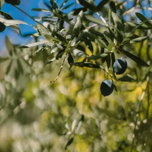 Ελιά στην Κρήτη: Οδηγίες για κυκλοκόνιο και ασθένειες