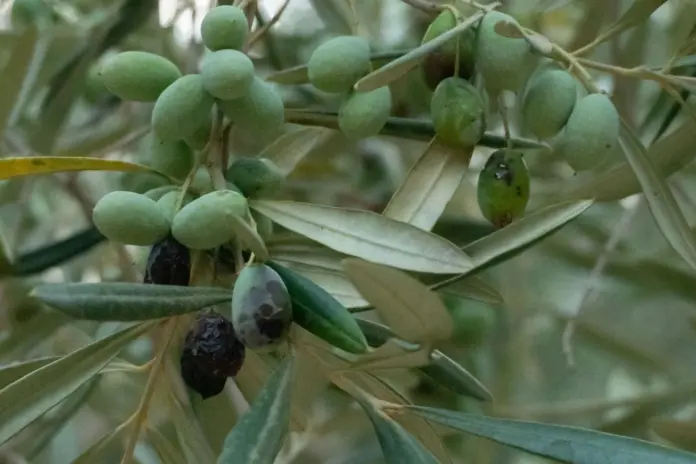 Ώριμες ελιές στο κλαδί – δήλωση συγκομιδής ελιάς