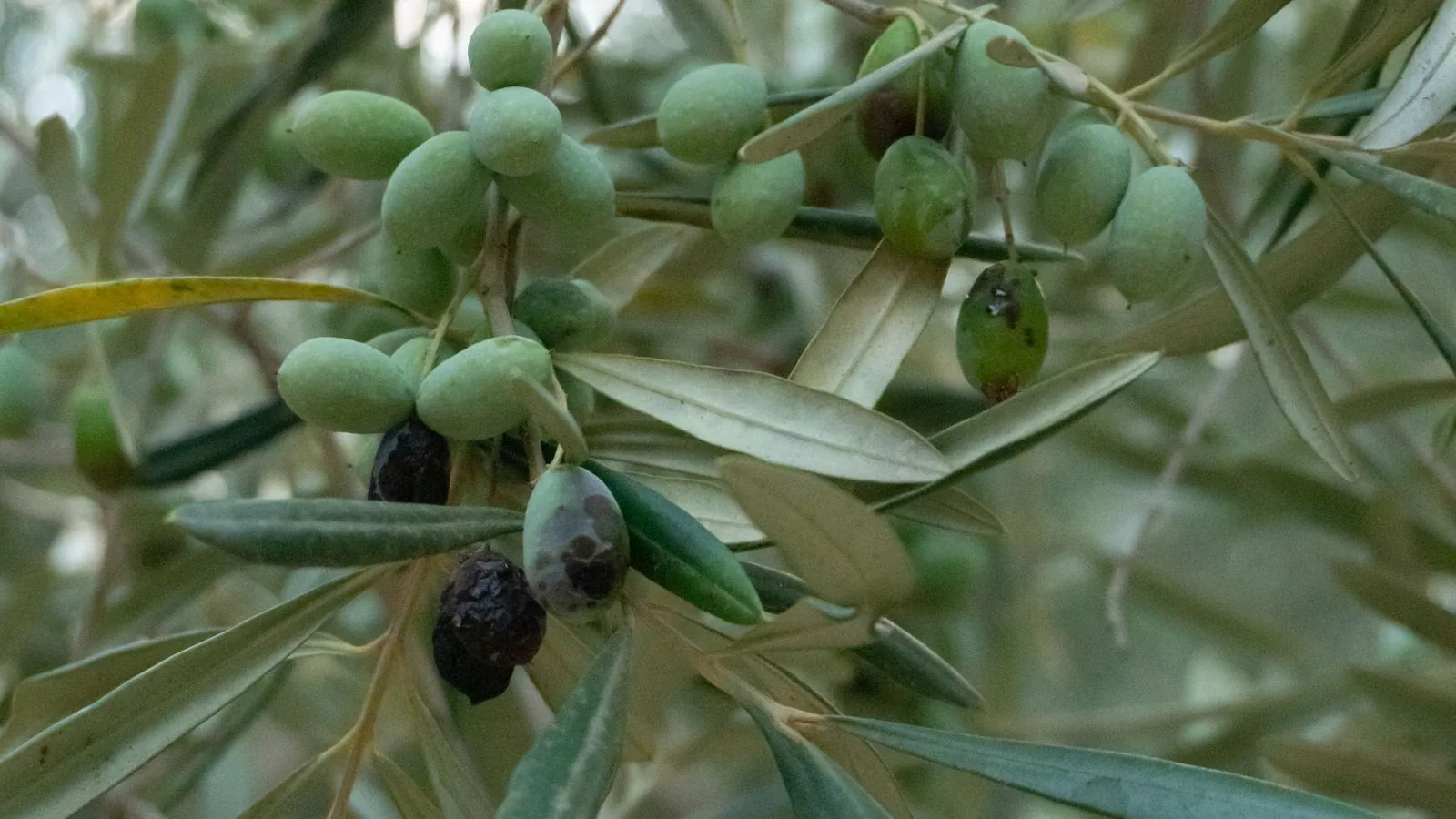 Ώριμες ελιές στο κλαδί – δήλωση συγκομιδής ελιάς