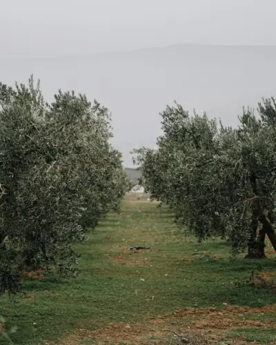Σειρές από ελαιόδεντρα σε ελαιώνα – πτώση 10% στις εξαγωγές ελαιολάδου της ΕΕ