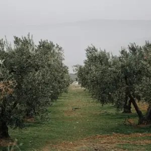 Σειρές ελαιόδεντρων – ερωτήσεις ελαιοπαραγωγών