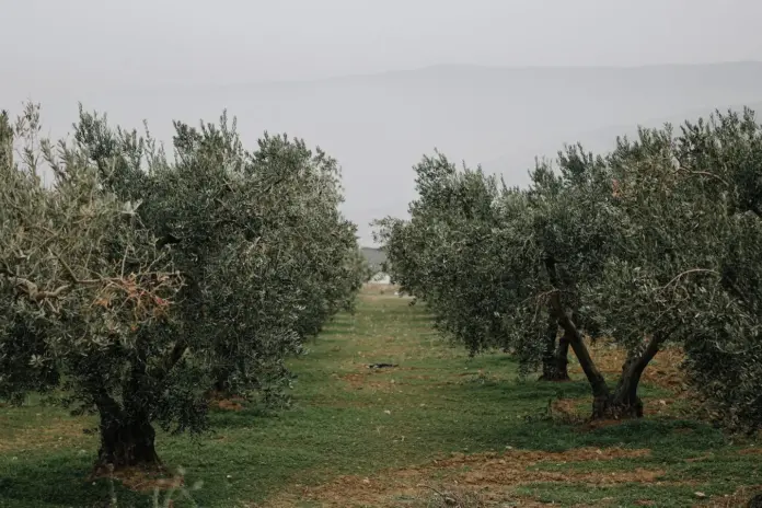 Σειρές ελαιόδεντρων – ερωτήσεις ελαιοπαραγωγών