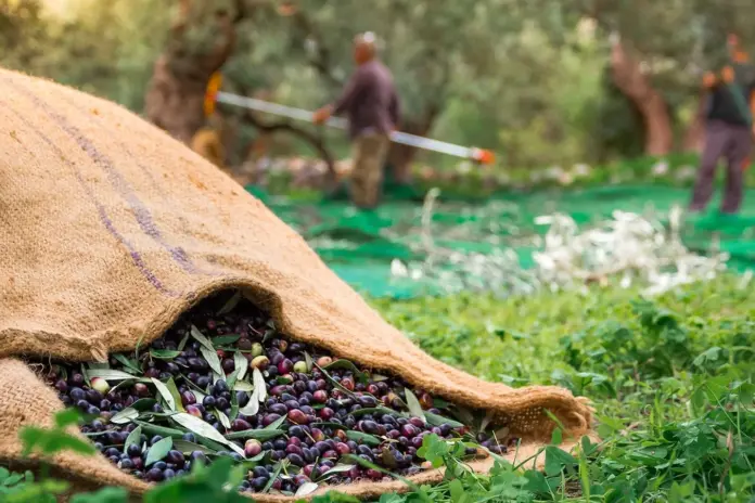 Ψηφιακό δελτίο αποστολής για την ελιά: Ποιοι εξαιρούνται και τι ισχύει ως 31/12/2026