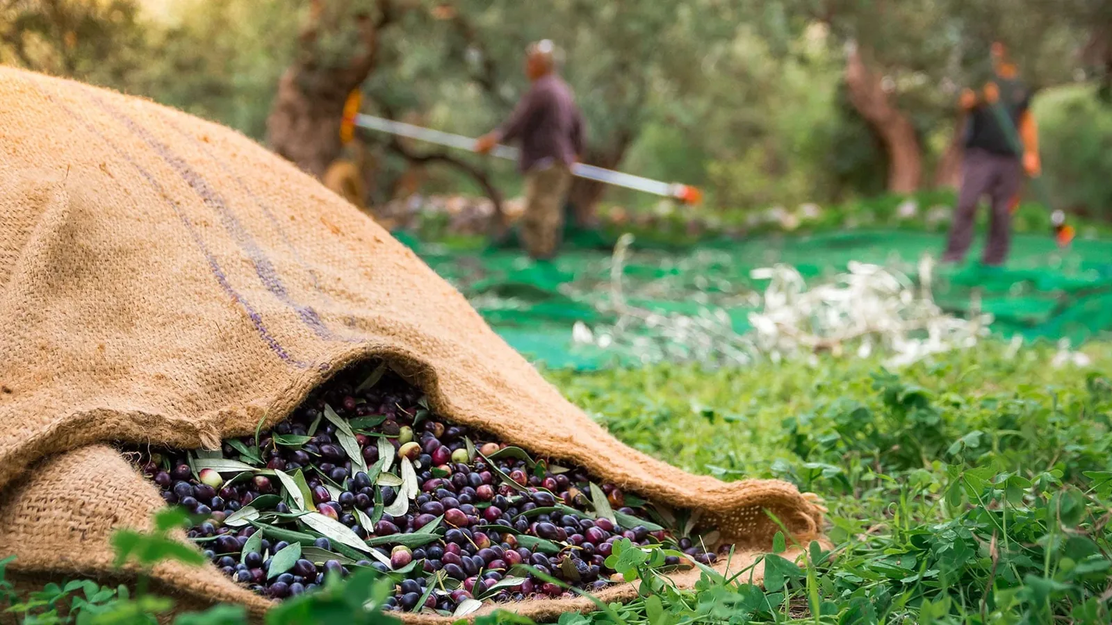 Ψηφιακό δελτίο αποστολής για την ελιά: Ποιοι εξαιρούνται και τι ισχύει ως 31/12/2026