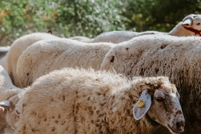 Πρόβατα με ενώτια σήμανσης σε στάνη