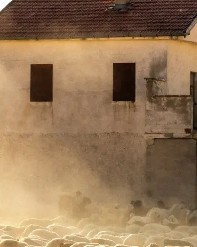 Κοπάδι προβάτων σε στάνη – απογραφή και σήμανση ζώων