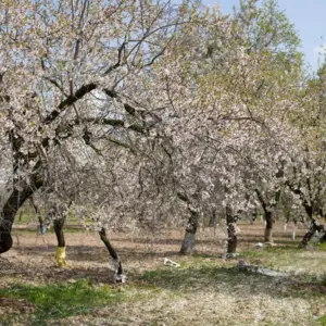 Προανθικό 2025: Κούρεμα 41% στα μήλα για Κοζάνη, Γρεβενά και Φλώρινα