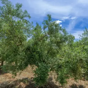 Στα 5,95 ευρώ το νέο αγουρέλαιο στους Αγίους Αποστόλους Λακωνίας