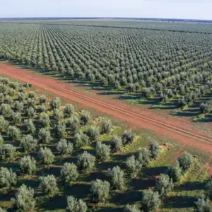 Ισπανία: Έφτιαξαν ροζ ελαιόλαδο με Picual και συμπύκνωμα παντζαριού