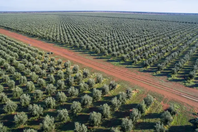 Ισπανία: Έφτιαξαν ροζ ελαιόλαδο με Picual και συμπύκνωμα παντζαριού