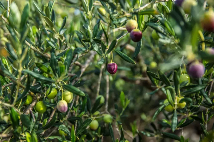Στους δρόμους οι ελαιοπαραγωγοί 22-23 Οκτωβρίου: Κάτω από 4€ το λάδι