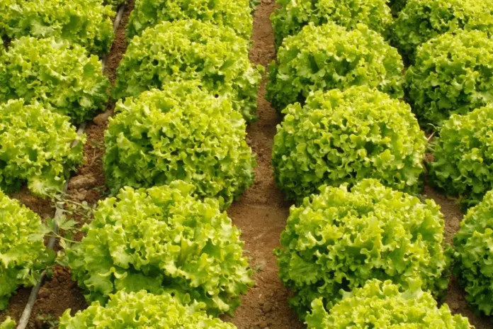 ΕΘΕΑΣ: Ζητά εξαίρεση για το 2026 στο Eco 31.6 για να μη χαθούν επιδοτήσεις