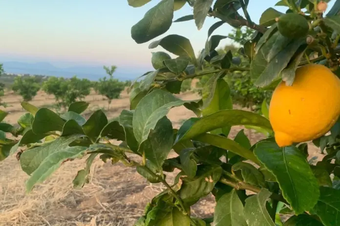 Λεμόνια: Στα 0,65€/κιλό στο χωράφι – Η κρίσιμη καμπή της 5ης Νοεμβρίου