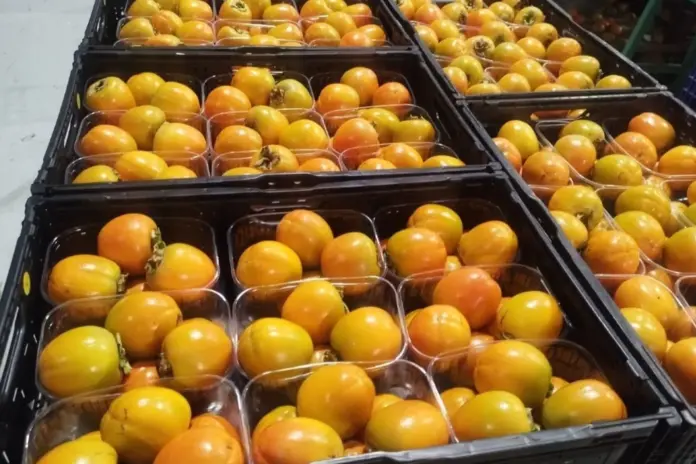 Συγκομιδή λωτού: Στα 0,70-0,80 €/κιλό το Rojo Brillante σε Πέλλα-Ημαθία
