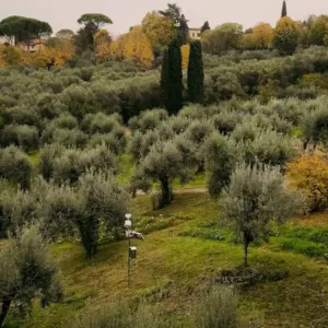 Χωρίς σοδειά και με υψηλό κόστος οι ελαιοπαραγωγοί στο Πήλιο