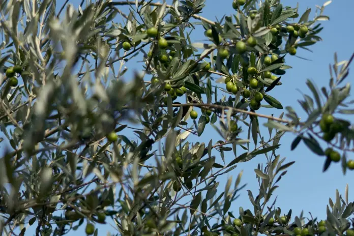 Ελαιόκαρπος: Απαλλαγή από το ψηφιακό δελτίο έως 31/12/2026