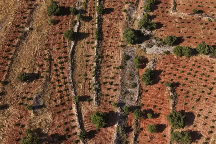 Έβρος: Άνεμοι 10 μποφόρ έριξαν το 70% της ελιάς πριν τη συγκομιδή