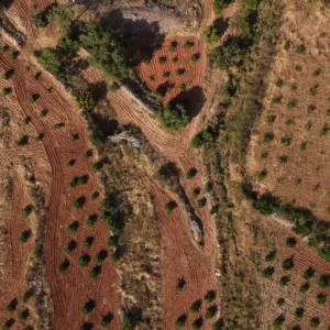 Έκπτωση 0,50€ στο αγροτικό πετρέλαιο από 1η Νοεμβρίου – Τα νέα λίτρα για ελιές και αμπέλια