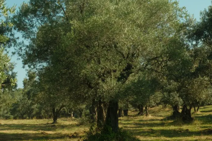 Ελαιώνας – πρόστιμα δήλωσης συγκομιδής ελιάς
